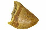 Serrated Baby Carcharodontosaurus Tooth - Morocco #361043-1